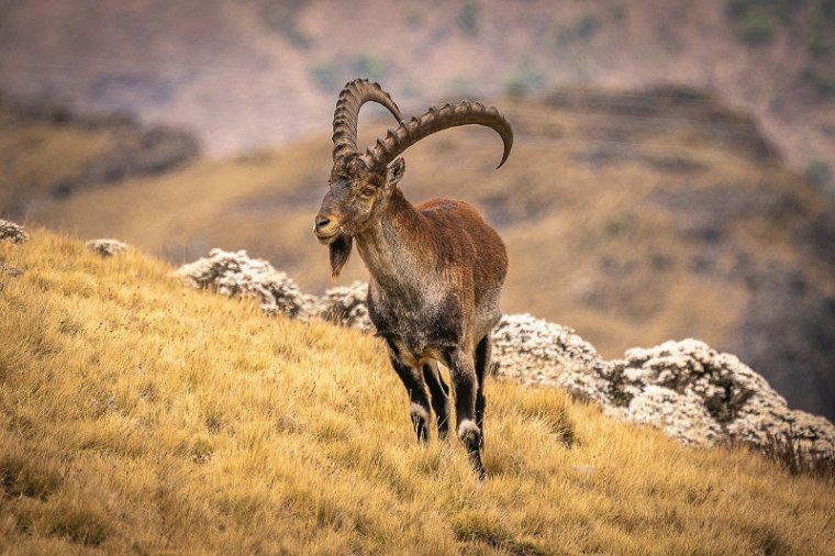 159 Simien Mountains, waliasteenbok.jpg